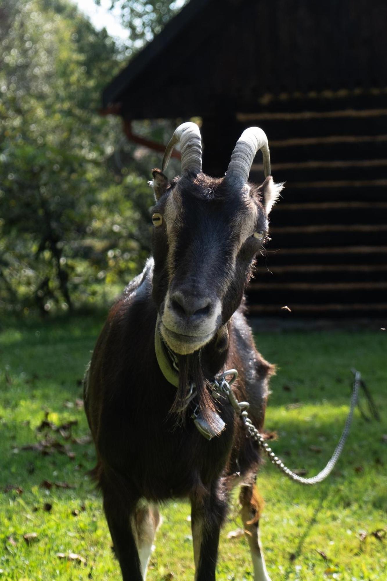 Agroturystyka Ropienka Esterno foto